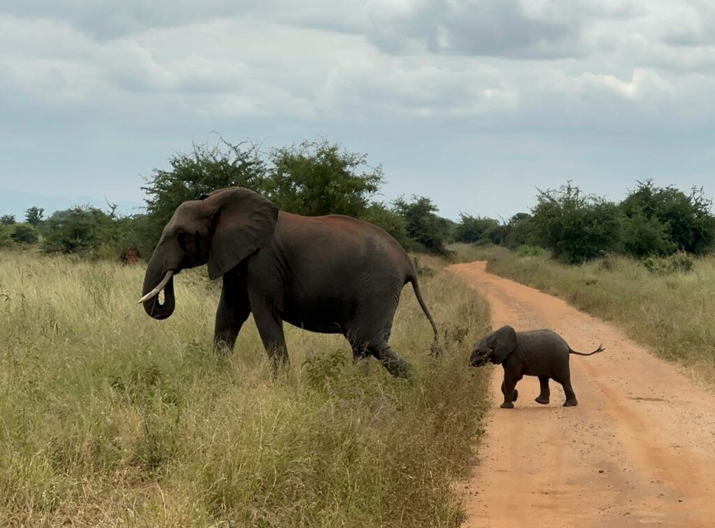 Family of elephants